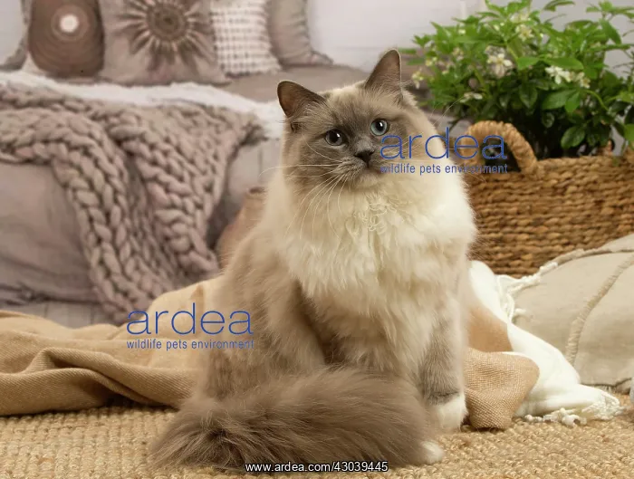  : Birman cat indoors