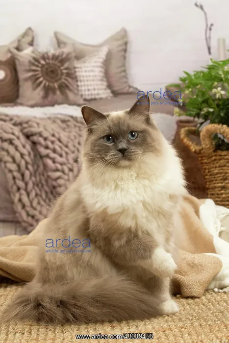  : Birman cat indoors