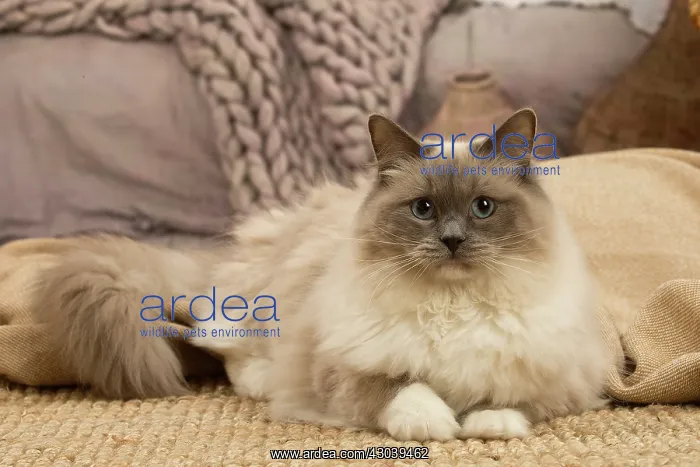  : Birman cat indoors