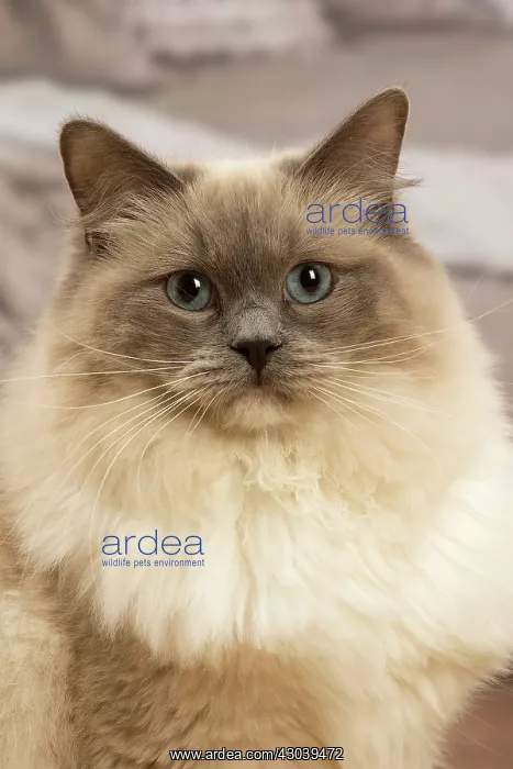  : Birman cat indoors