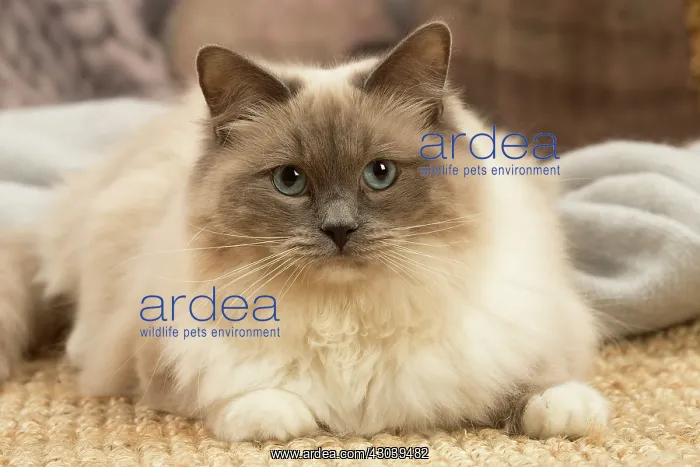 : Birman cat indoors