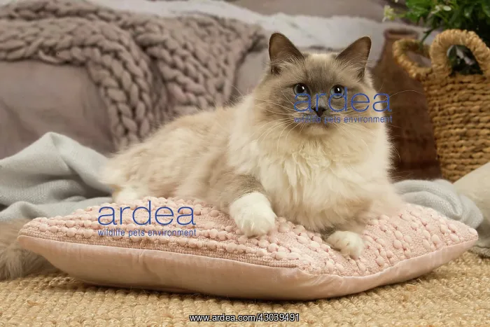  : Birman cat indoors