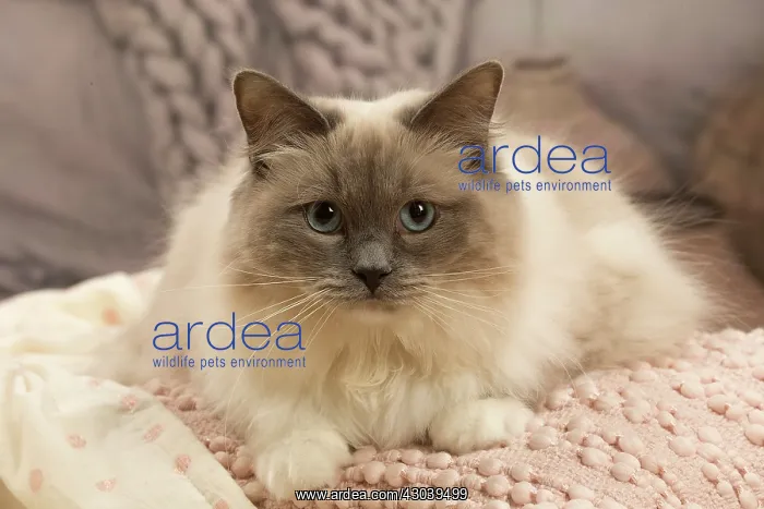  : Birman cat indoors