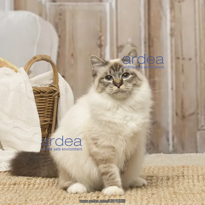  : Birman cat indoors