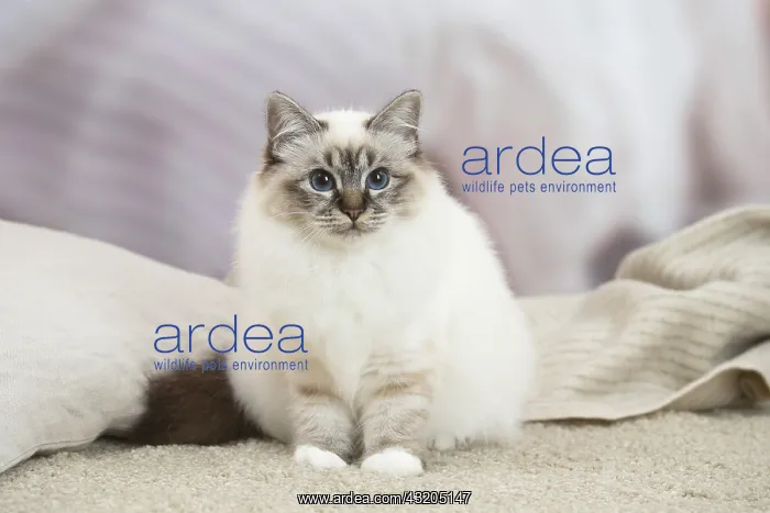 : Birman Cat indoors : Birman Cat indoors