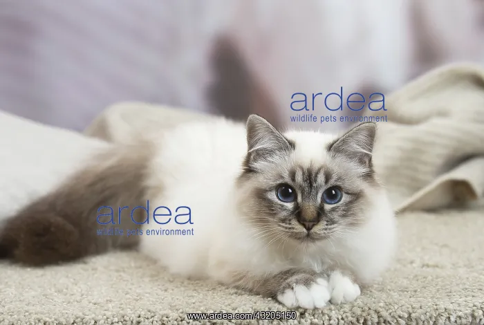 : Birman Cat indoors