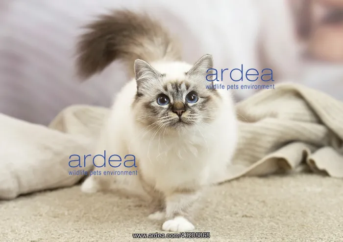 : Birman Cat indoors : Birman Cat indoors