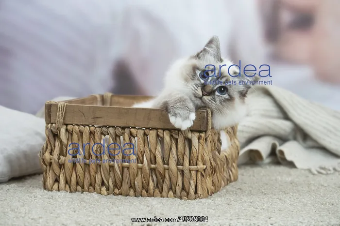 : Birman Cat indoors : Birman Cat indoors