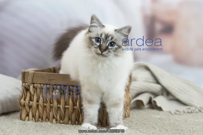 : Birman Cat indoors : Birman Cat indoors