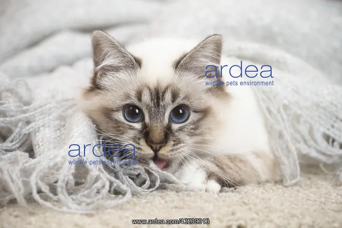 : Birman Cat indoors : Birman Cat indoors