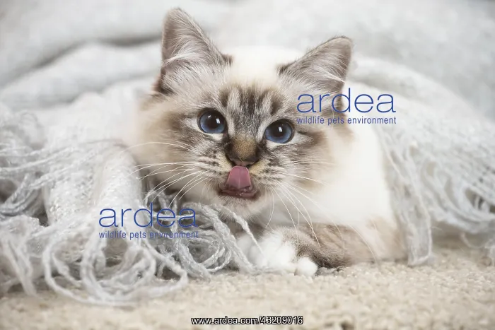 : Birman Cat indoors : Birman Cat indoors