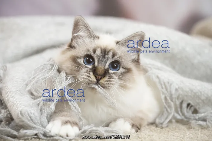 : Birman Cat indoors : Birman Cat indoors