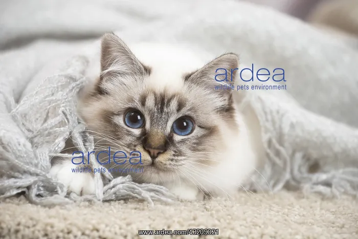 : Birman Cat indoors : Birman Cat indoors