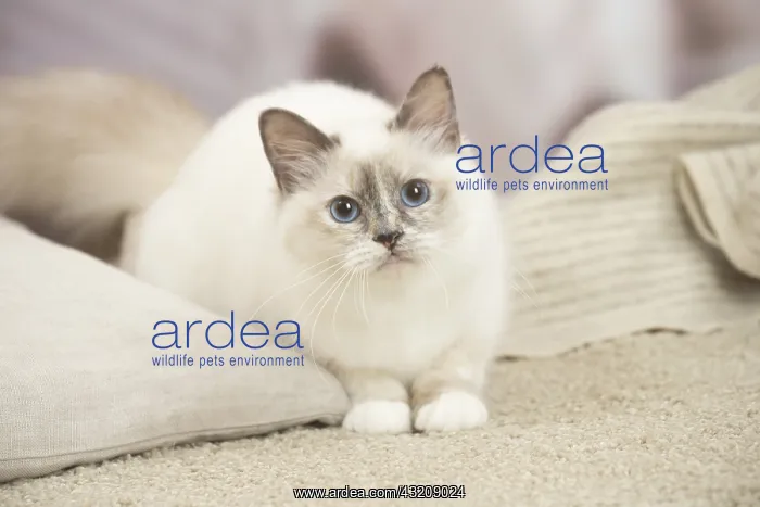 : Birman Cat indoors : Birman Cat indoors