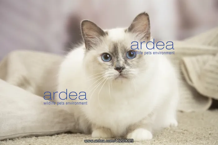 : Birman Cat indoors : Birman Cat indoors