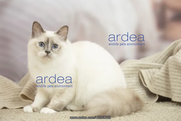 : Birman Cat indoors : Birman Cat indoors