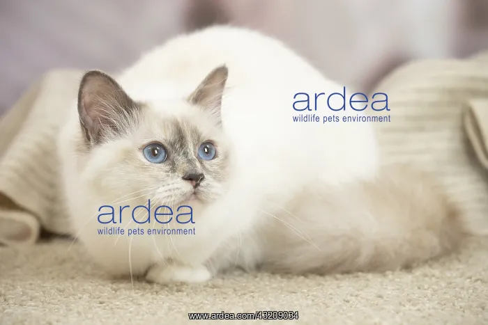 : Birman Cat indoors : Birman Cat indoors