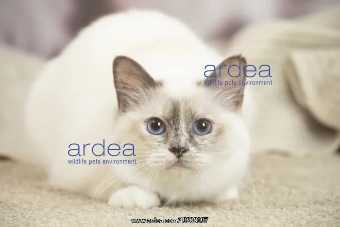 : Birman Cat indoors : Birman Cat indoors
