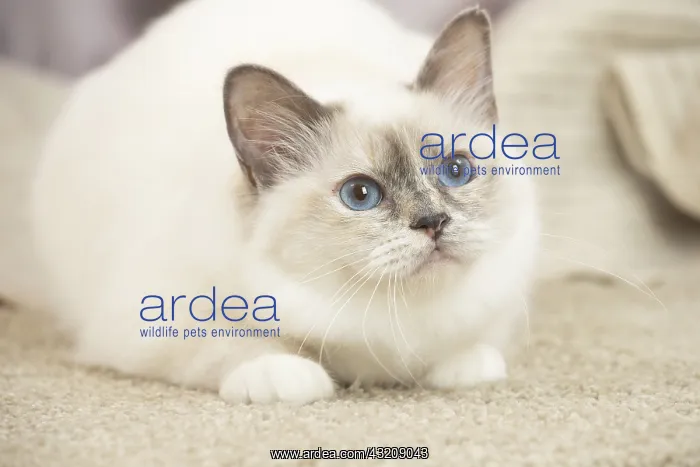 : Birman Cat indoors : Birman Cat indoors