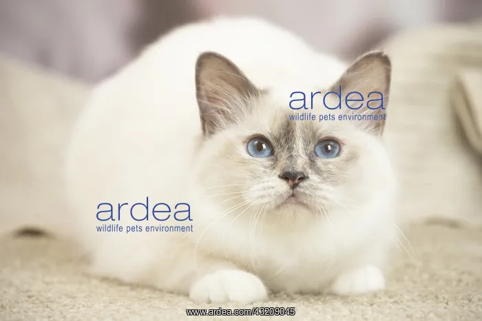 : Birman Cat indoors : Birman Cat indoors