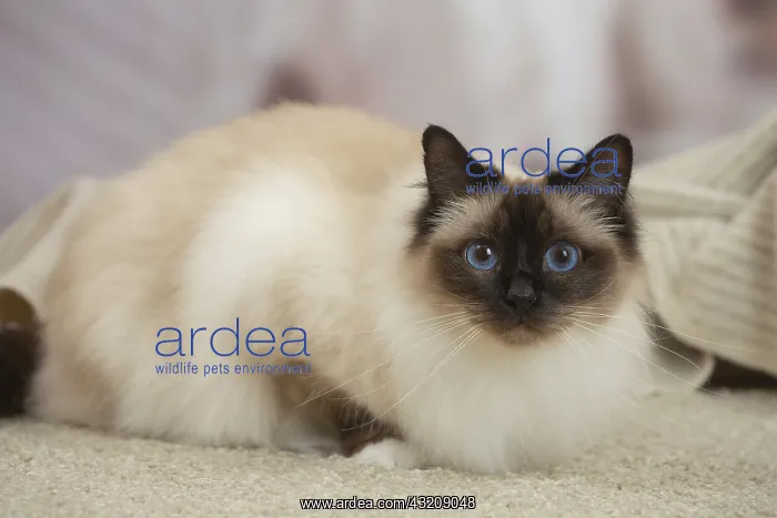 : Birman Cat indoors : Birman Cat indoors