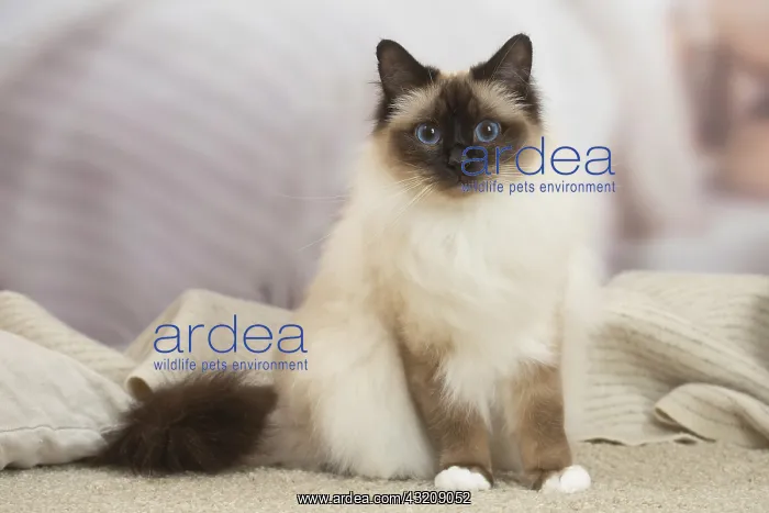 : Birman Cat indoors : Birman Cat indoors