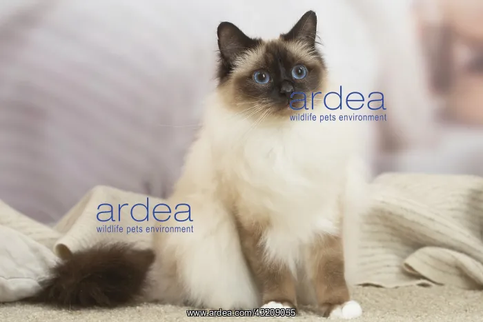: Birman Cat indoors : Birman Cat indoors