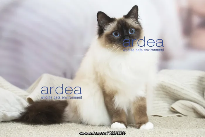 : Birman Cat indoors : Birman Cat indoors