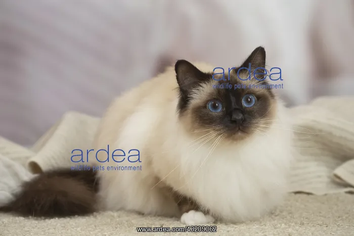: Birman Cat indoors : Birman Cat indoors