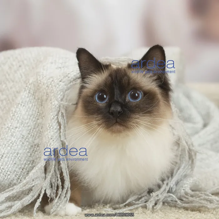 : Birman Cat indoors : Birman Cat indoors