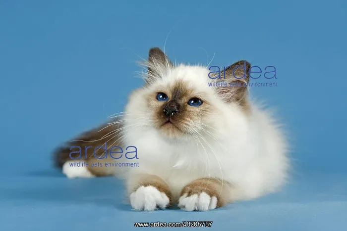 : Birman Cat, kitten, part albino, point coloration : Birman Cat, kitten, part albino, point coloration