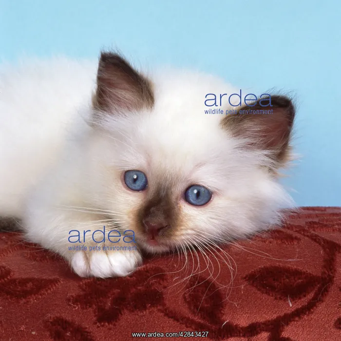  : Birman Cat - kitten on cushion
