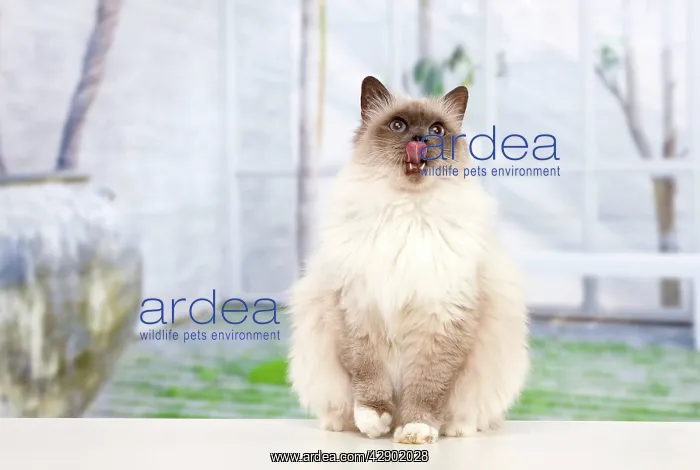  : Birman cat licking lips