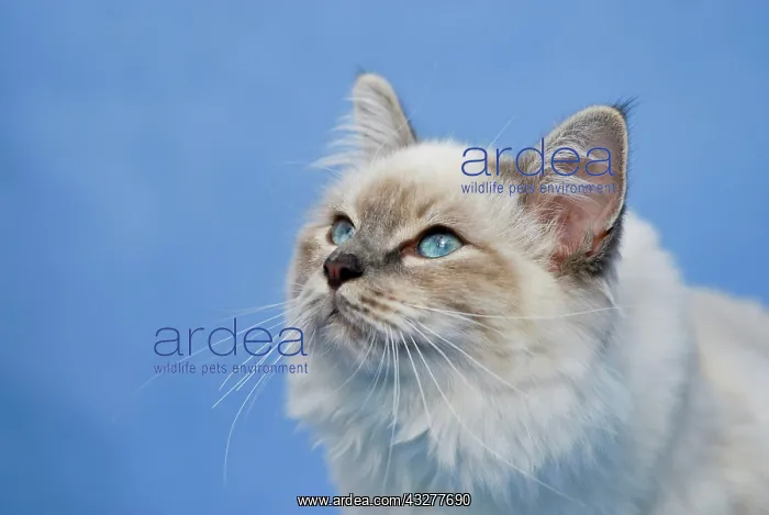 : Birman cat, portrait : Birman cat, portrait