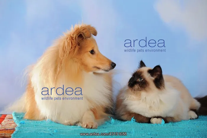 : Birman cat and Sheltie, Shetland Sheepdog, sable : Birman cat and Sheltie, Shetland Sheepdog, sable