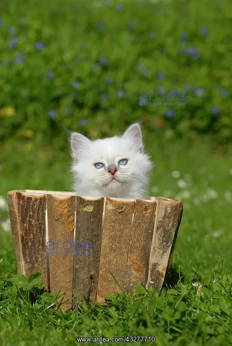 : Birman kitten in a planter : Birman kitten in a planter
