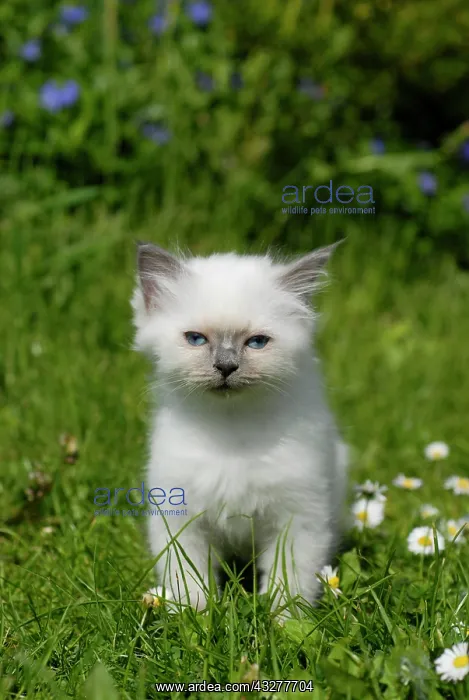 : Birman kitten sitting in a meadow : Birman kitten sitting in a meadow