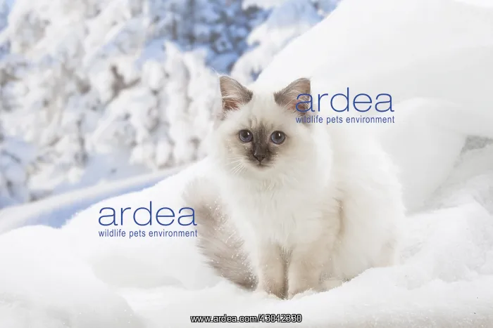 : Birman kitten in the snow in winter