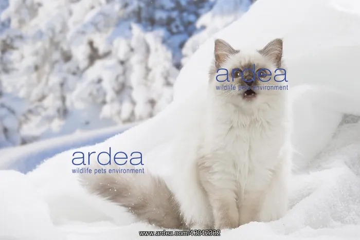  : Birman kitten in the snow in winter