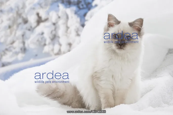  : Birman kitten in the snow in winter