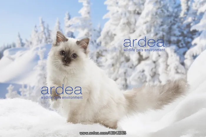  : Birman kitten in the snow in winter