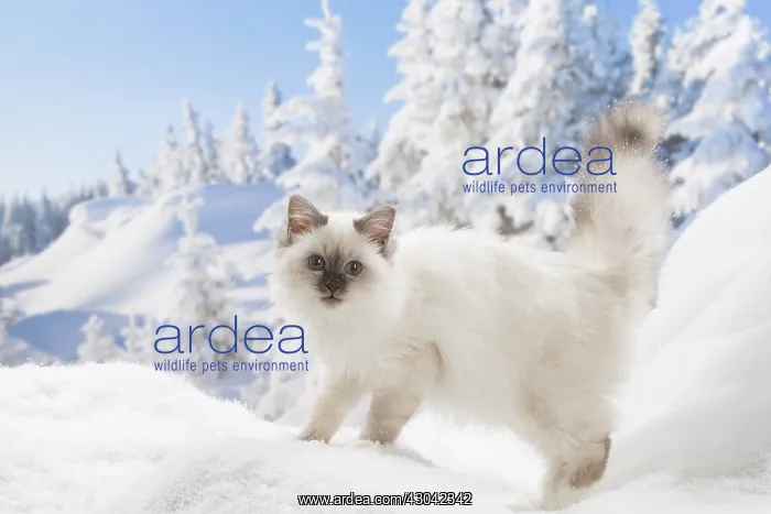  : Birman kitten in the snow in winter