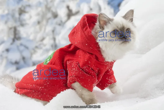  : Birman kitten in the snow in winter