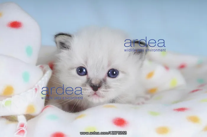 : Birman kitten on a spotted blanket : Birman kitten on a spotted blanket