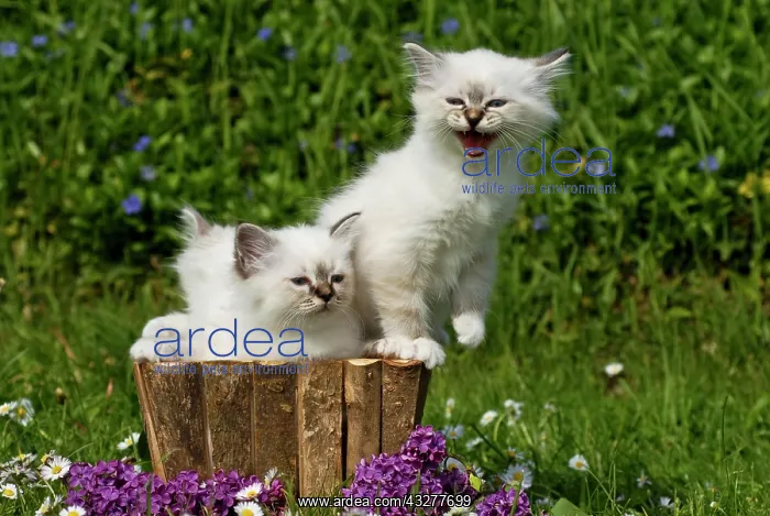 : Two Birman kittens in a planter : Two Birman kittens in a planter