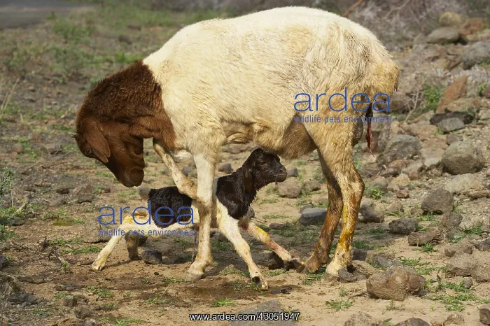 : Birth of a lamb Lake Bogoria Kenya : Birth of a lamb Lake Bogoria Kenya