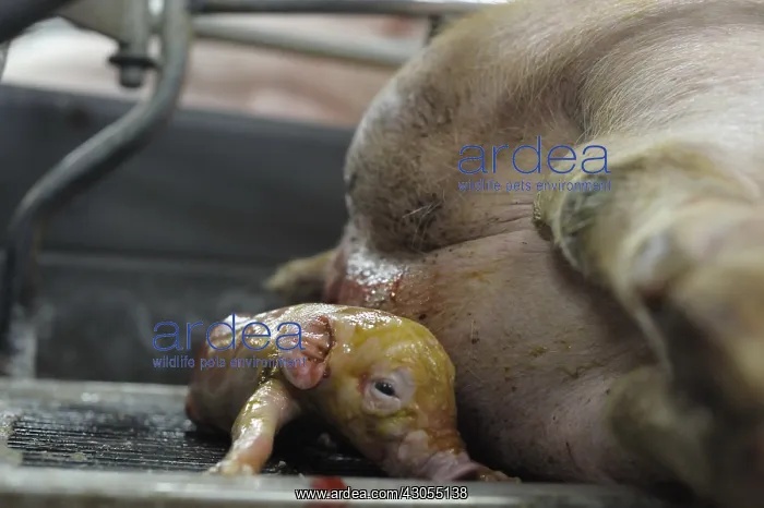 : Birth of Landrace Pig in stall Breeding Industry : Birth of Landrace Pig in stall Breeding Industry