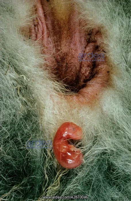 : Birth of Tammar Wallaby - Embryo enters pouch after : Birth of Tammar Wallaby - Embryo enters pouch after