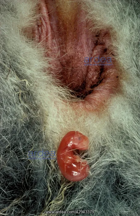 : Birth of Tammar wallaby (Macropus eugenii) embryo : Birth of Tammar wallaby (Macropus eugenii) embryo