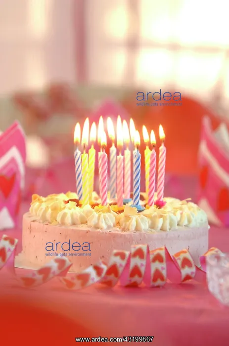 : Birthday cake with burning candles : Birthday cake with burning candles